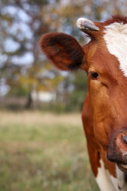 Hoofd van een rode koe close-up op een achtergrond van groen