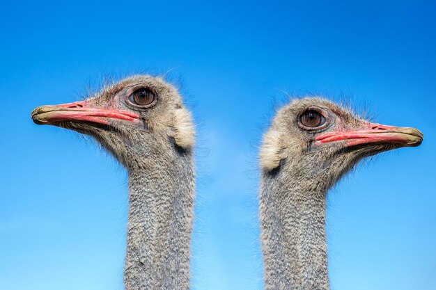 Foto hoofd van een struisvogel tegen een achtergrond van blauwe lucht