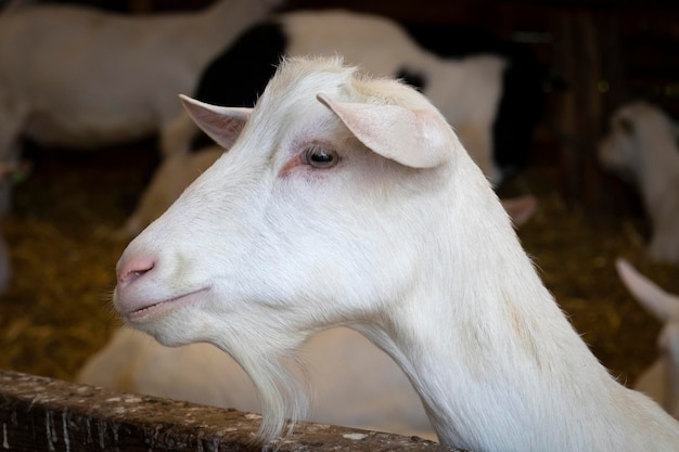 Hoofd van een witte geit in de stal