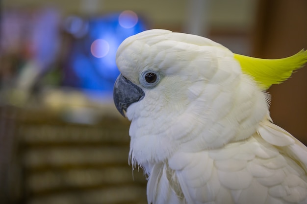 Hoofd van geel-kuifkaketoe (Cacatua-sulphurea) in het park