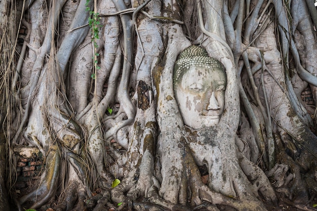 Hoofd van het standbeeld van Boedha in de boomwortels in Wat Mahathat, Ayutthaya, Thailand.