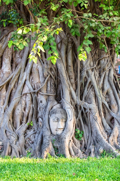 Hoofd van het standbeeld van Boedha in de boomwortels in Wat Mahathat in Ayutthaya-Provincie, Thailand