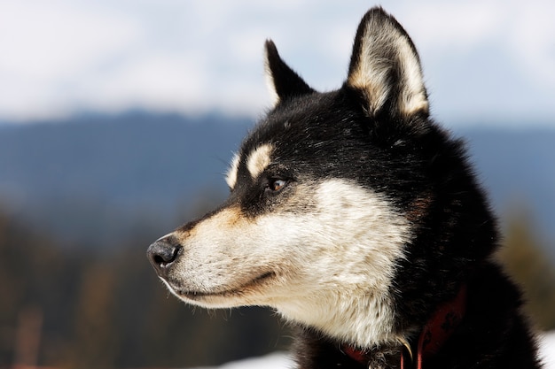 Hoofd van husky hond in alpine berg