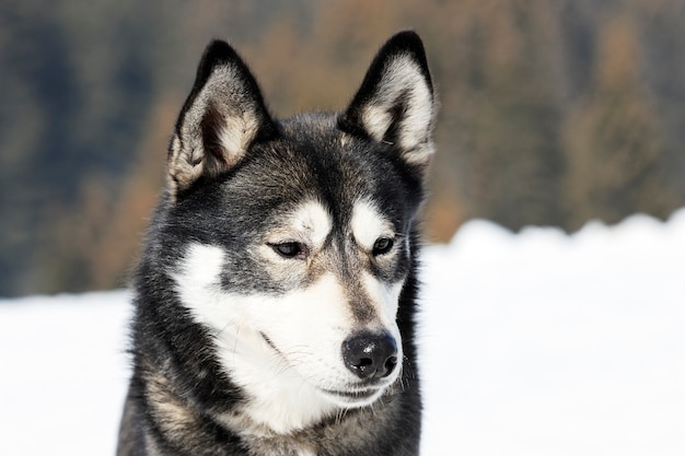 Hoofd van husky hond met blauwe ogen