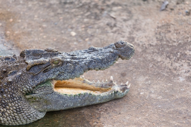 Hoofd van krokodil, alligator