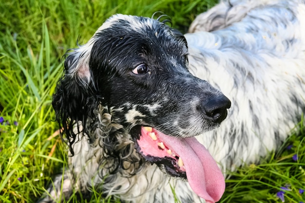 Hoofd van mooie Engelse setter. Siberië, Rusland