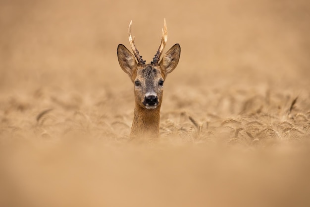 Hoofd van reeënbok die in de zomer uit tarwe op een veld gluren