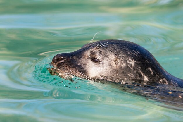 Hoofd zwemmende zeehond