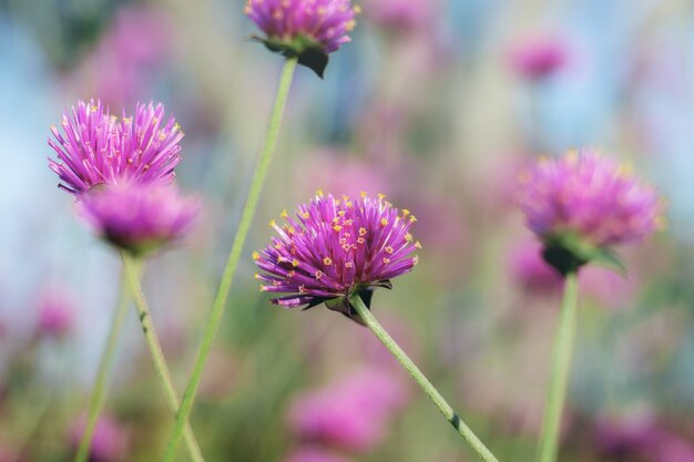 Hoofdbloem met mooi in de winter aan hemel.