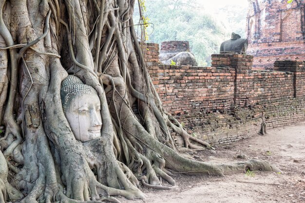 Hoofddelenruïnes van het oude boeddhabeeld waren bedekt met de wortels van een banyanboom op de oude muur bij de tempel wat phra mahathat in het historische park phra nakhon si ayutthaya, thailand