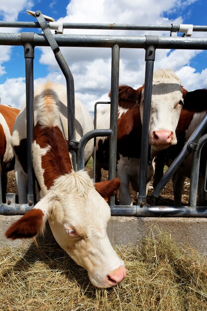 Hoofden van koeien in landbouwgrond in de zomer