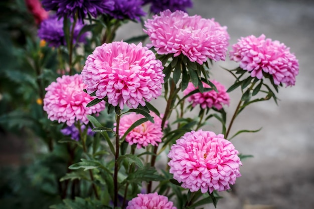 Foto hoofden van roze asters in de tuin