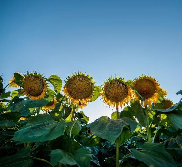 Hoofden van zonnebloemen rijpen in een veld tegen de zon