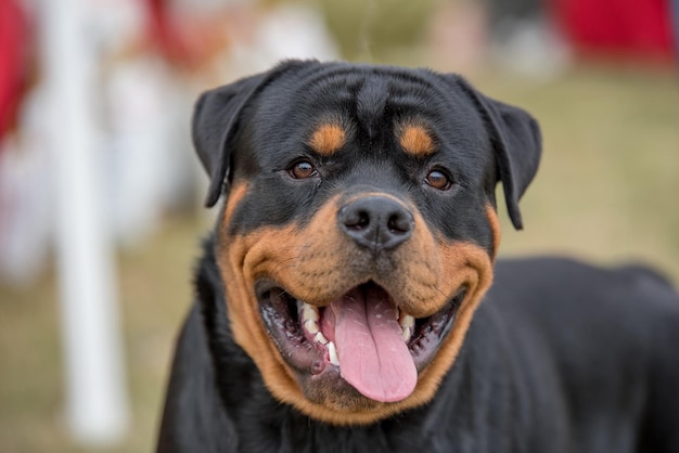 Hoofdfoto van een rottweiler