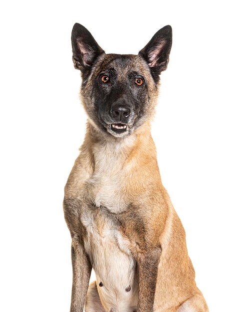 Hoofdfoto van een Tervuren-hond geïsoleerd op wit