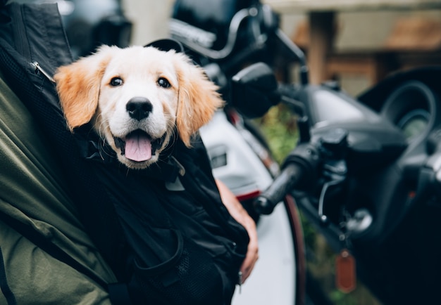 Hoofdfoto van Golden Retriever die er erg geïnteresseerd uitziet