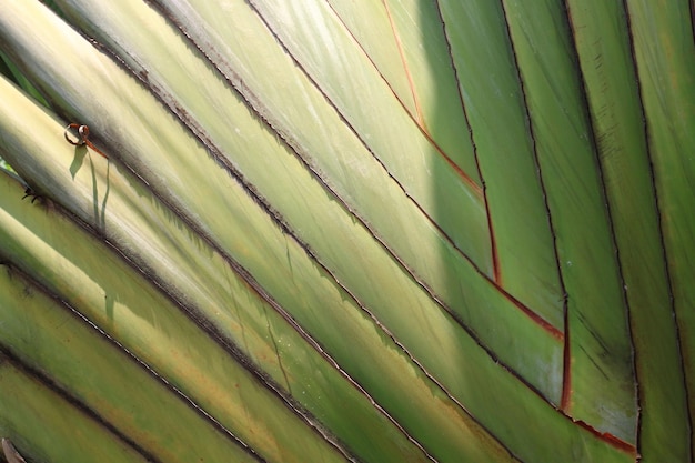 Hoofdnerf van Madagascar banaan of Ravenala madagascariensis in close-up