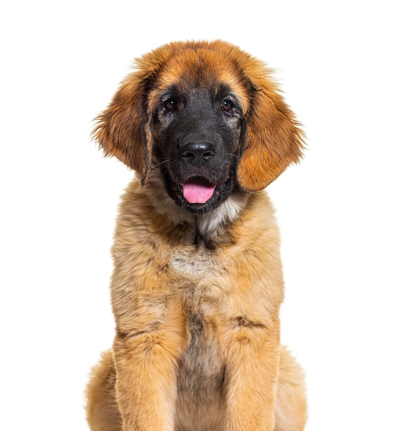 Hoofdopname van een hijgende Leonberg geïsoleerd op wit