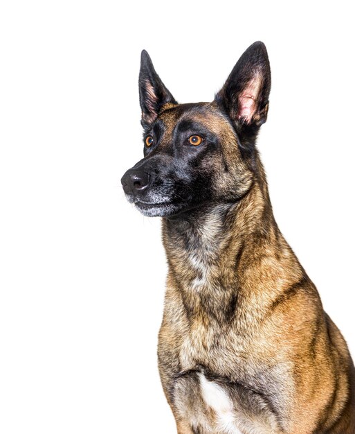 Hoofdopname van een Malinois die wegkijkt Belgische herder geïsoleerd op wit