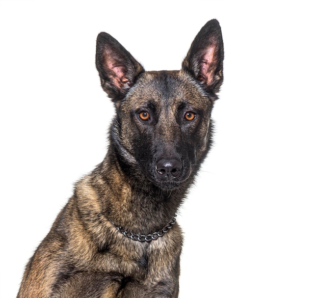 Hoofdopname van een Malinois hond die naar de camera kijkt geïsoleerd op wit