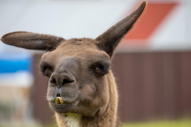 hoofdportret van een bruine lama buiten