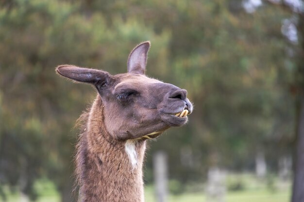 hoofdportret van een bruine lama buiten