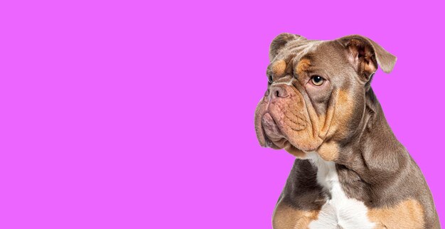 Hoofdschot van een Amerikaanse Bully-hond die een kant op kijkt tegen een paarse achtergrond