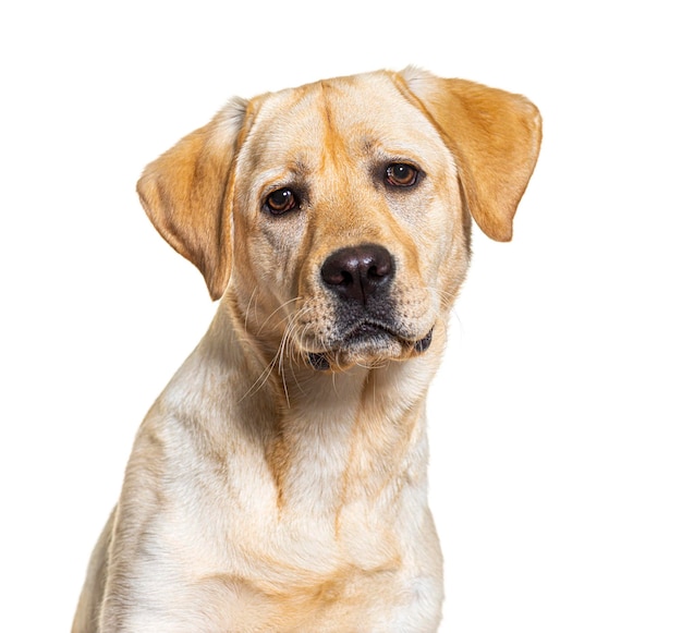 Hoofdschot van gele Labrador-hond die naar camera kijkt die op wit wordt geïsoleerd