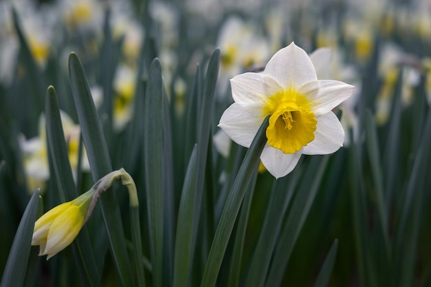 Foto hoog contrast close-up van vele narcissen witte lentebloemen op donkergroene achtergrond