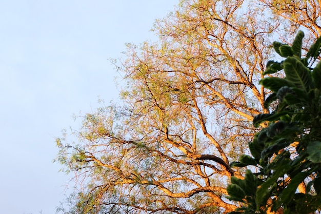 Hoog gedeelte van de boom tegen een heldere lucht