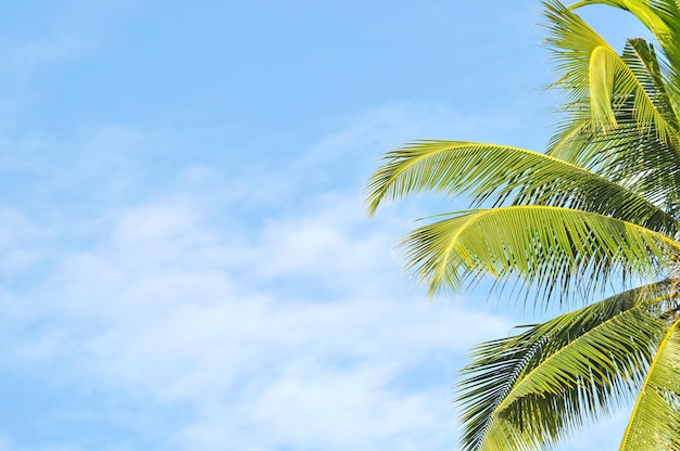 Hoog gedeelte van een palmboom tegen de blauwe lucht