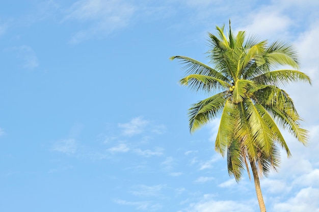 Hoog gedeelte van een palmboom tegen de blauwe lucht