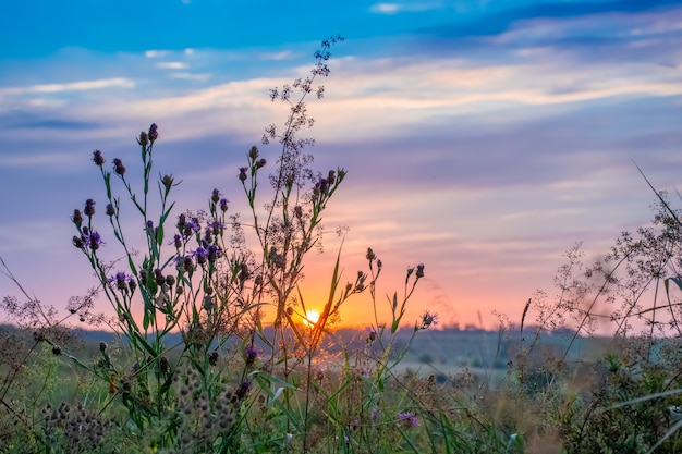 Hoog gras in een groene weide. Warme zomeravond met een heldere weide bij zonsondergang.