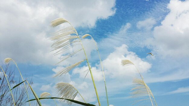 Foto hoog gras tegen de lucht.