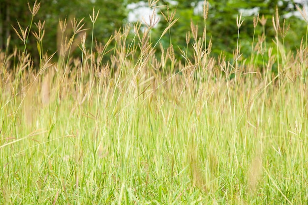 Hoog gras.