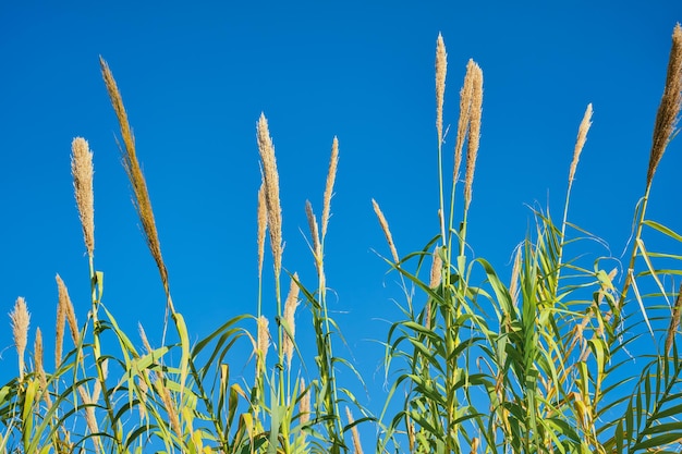 Hoog grasriet tegen een heldere blauwe lucht in de zon idee voor een achtergrond of behang Winter op de Middellandse Zee natuurlijk landschap