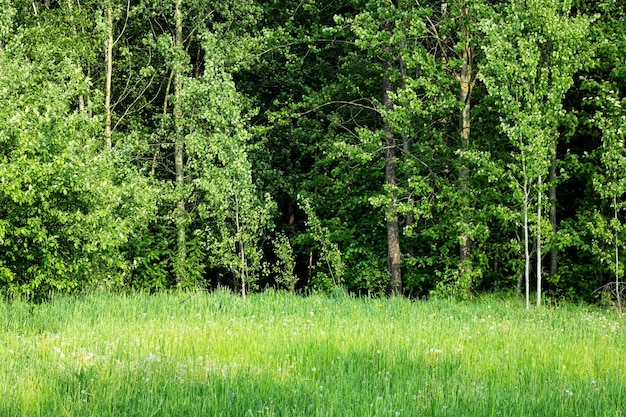 Hoog groen gras en bomen in het zomerbos