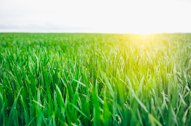 Hoog groen gras in het veld Lenteweidelandschap op een zonnige dag Zomertijd Natuur milieuvriendelijke foto Tarweteelt Landbouwconcept Behang met lucht