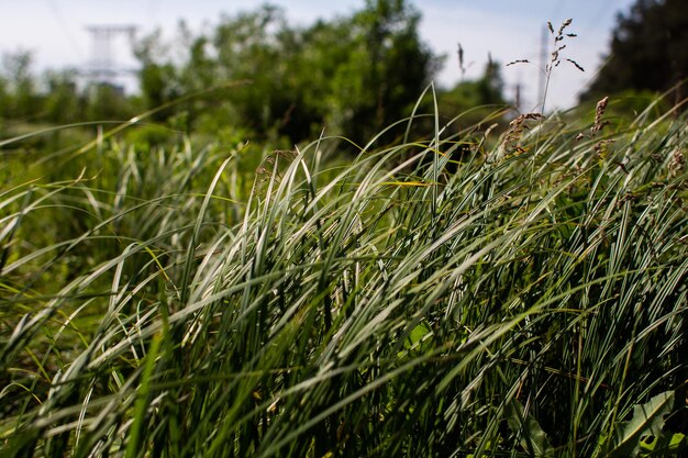 Hoog groen gras in zomerbos