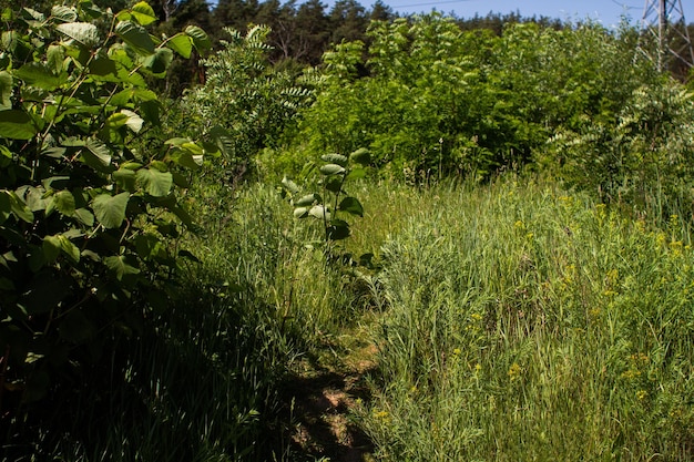 Hoog groen gras in zomerbos