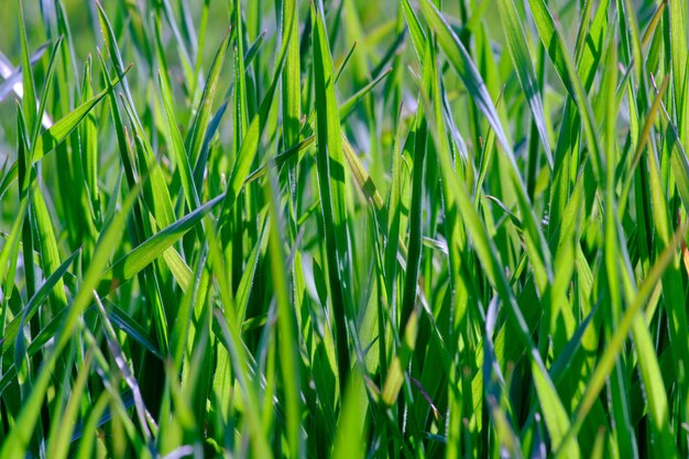 Hoog groen groeiend gras in het park op een zomerse lentedag zwaait in de wind