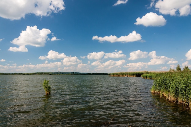 Hoog riet tegen bewolkte hemel in winddag