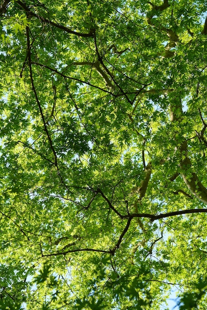 Hooge groene bomen Foto