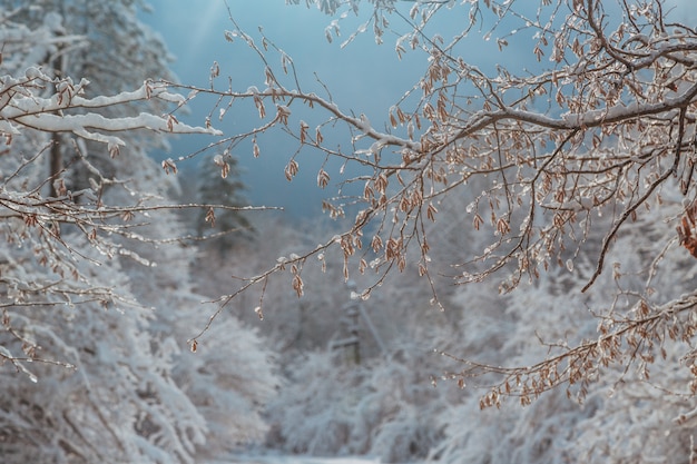 Hooggebergte onder de sneeuw in de winter