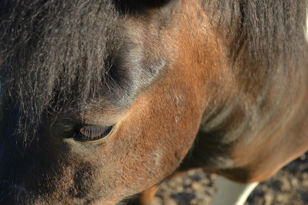 Hooghoek close-up van bruin paard