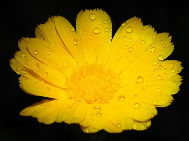 Foto hooghoek close-up van een natte gele bloem op een zwarte achtergrond