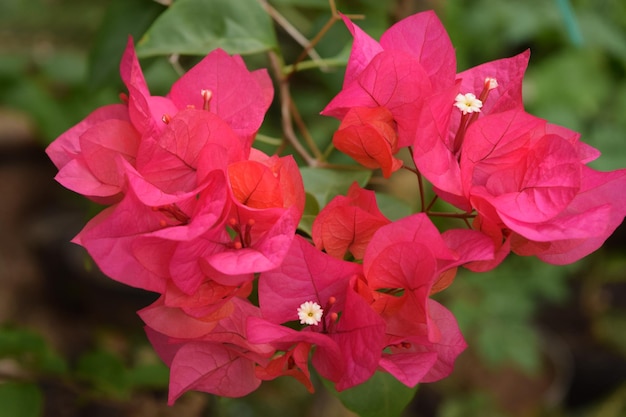 Hooghoek uitzicht op roze bloemen die buiten groeien