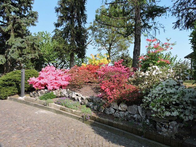 Foto hooghoek uitzicht op voetpad met bloemen in het park