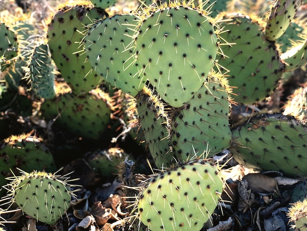 Hooghoek van de prikkelpiercactus