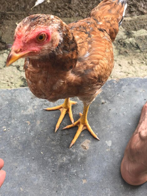 Foto hooghoek van de vogel